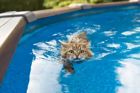 A brown cat swims in a pool