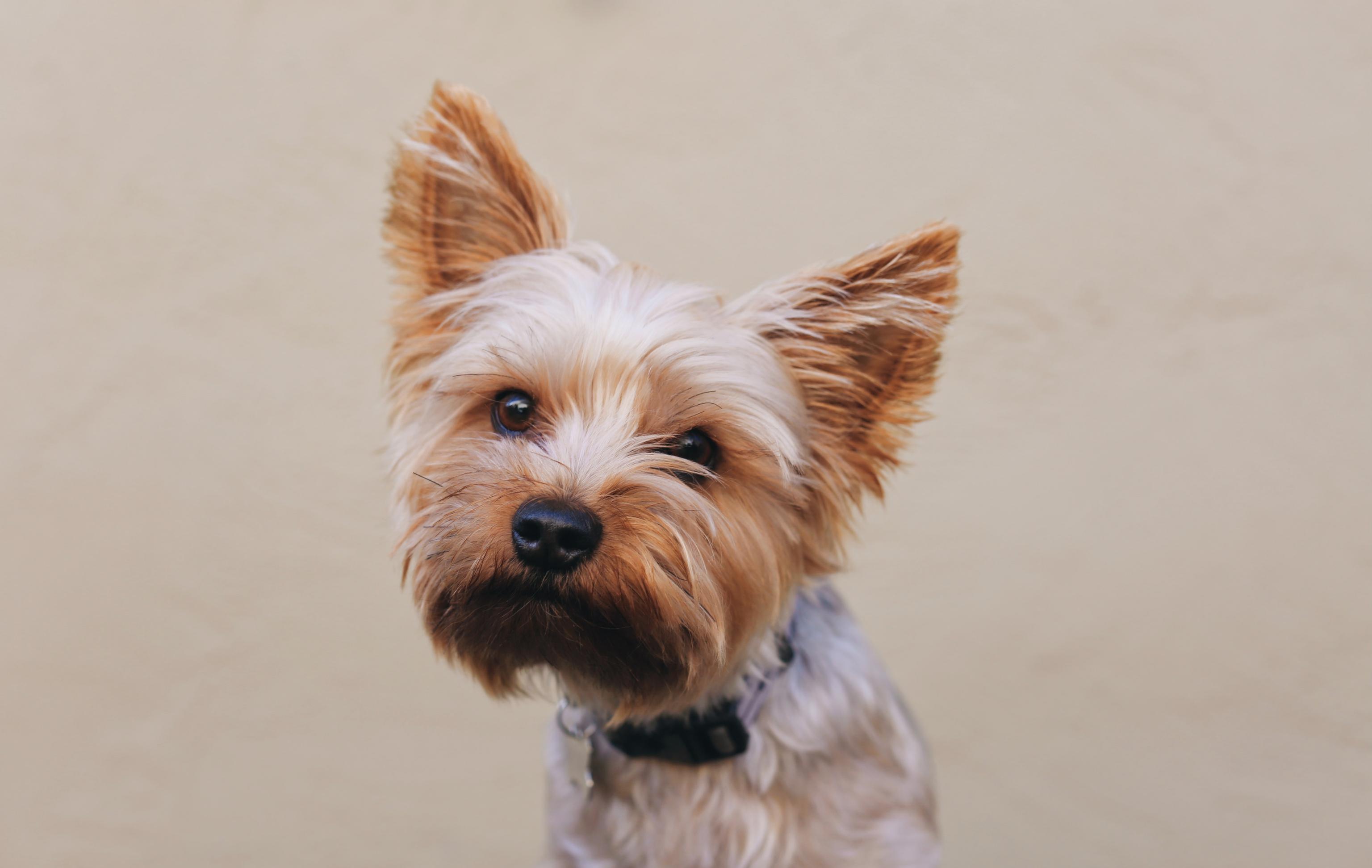 yorkie on tan background