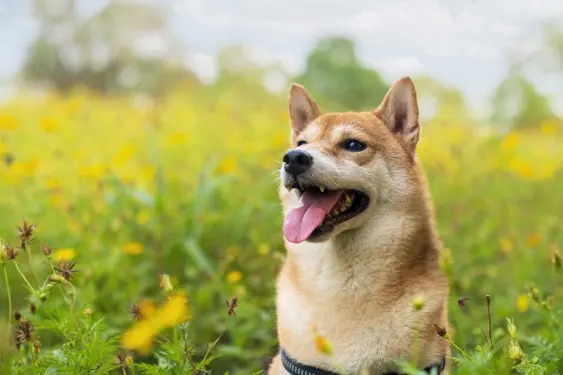 Shiba Inu in a field