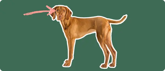 Image of a brown Vizsla with a pink arrow drawn to its eye