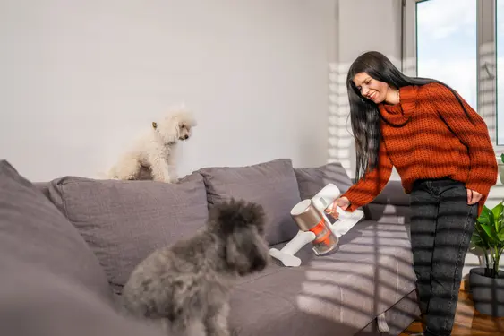 Two dogs look with quizzical expressions towards a small mobile vacuum