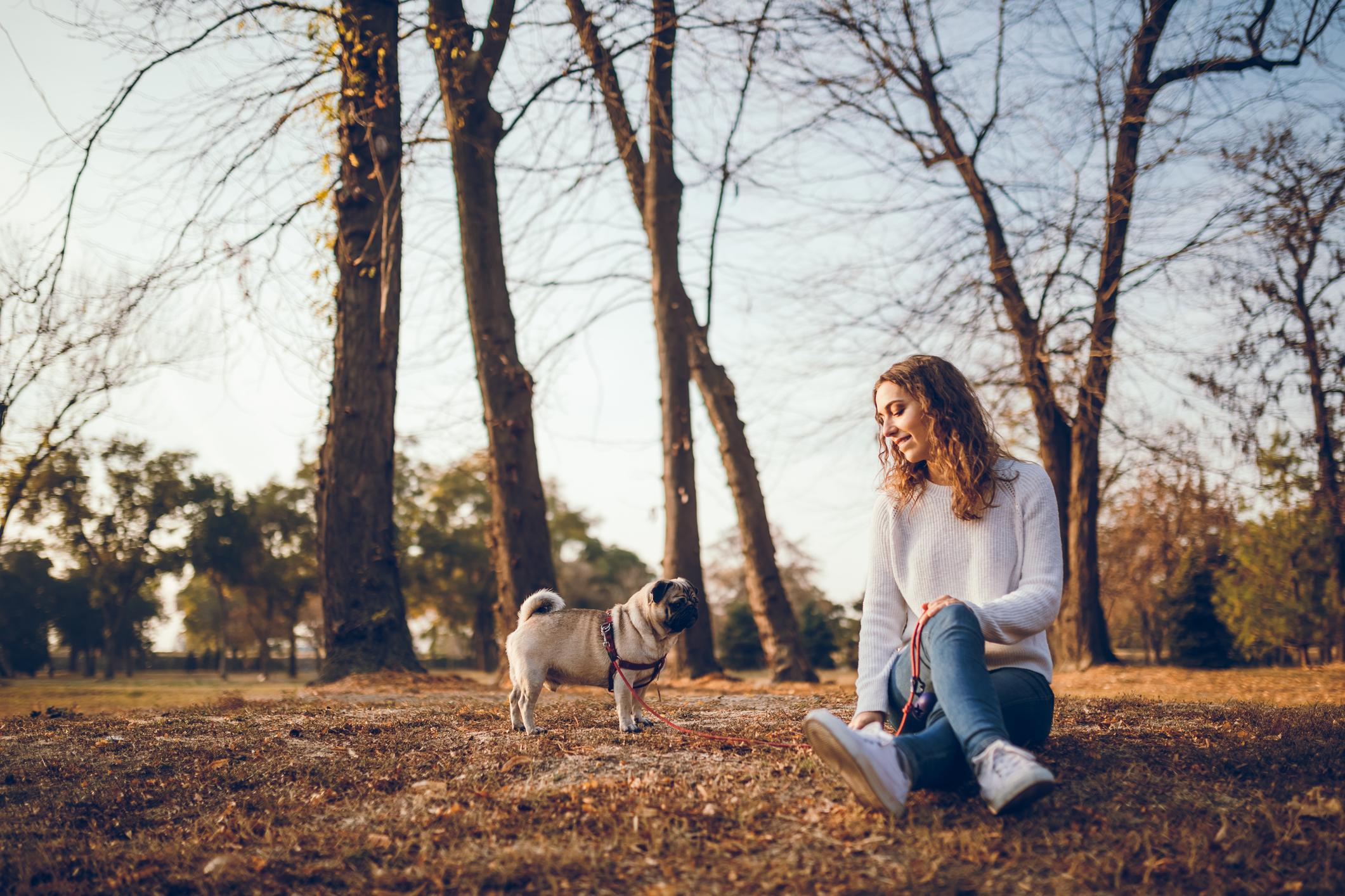 Image of a pug stood next to their pet parent on an autumn day, they're both in a field with some trees in the background