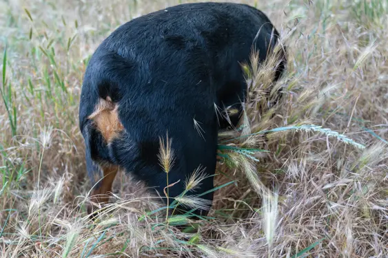dog's hind end in field of foxtails