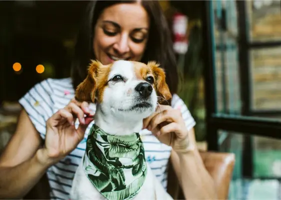 Dog with bandana