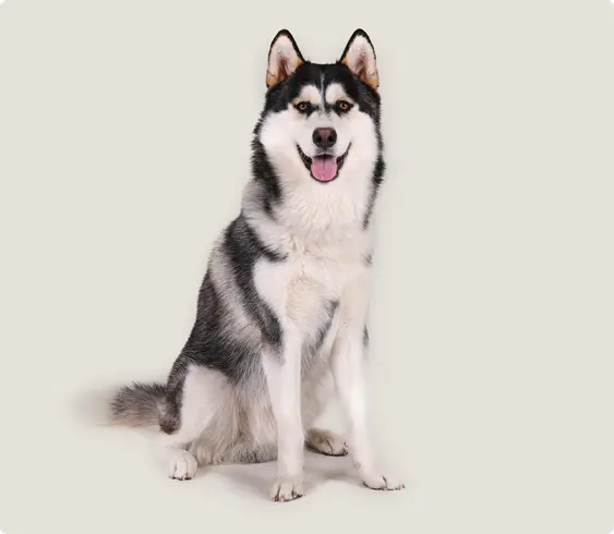 A seated Alaskan Malamute with distinctive black and white fur, showing a happy expression with its tongue out, against a solid light beige background.