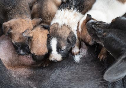 Newborn puppies
