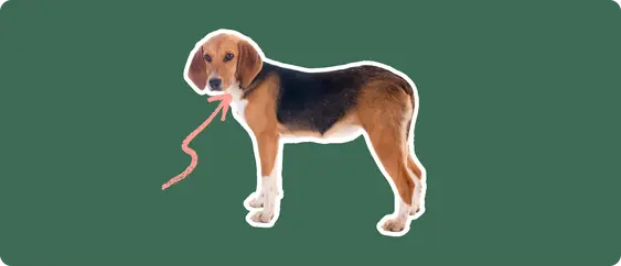 A Harrier dog cut out with a white outline, with a pink arrow pointing to it's neck, on a solid green background