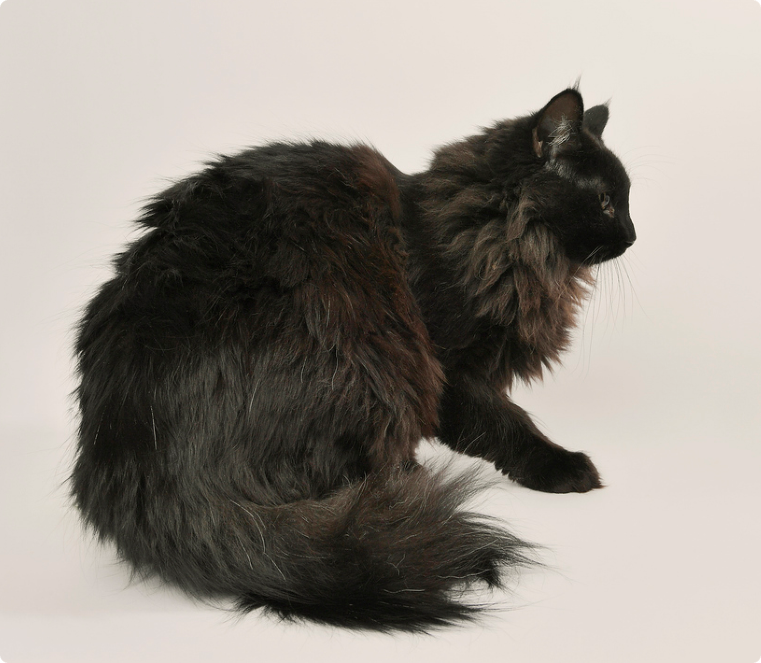 Sideview of a long-haired black cat on a beige background