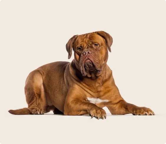 A brown Dogue de Bordeaux lying down on a beige background