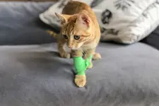 Injured cat