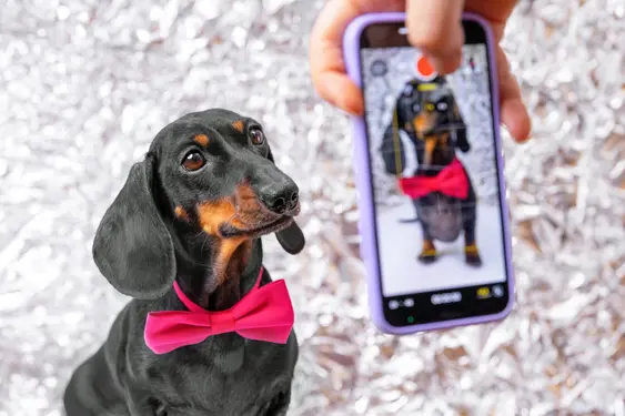 Image of a Dachshund with a pink bow tie getting photographed