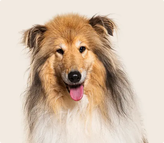 An adult Rough Collie close up, with it's tongue out, on a beige background.
