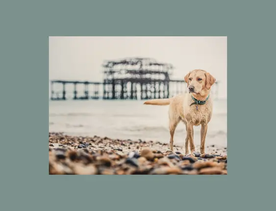labrador on brighton beach in front of the west pier