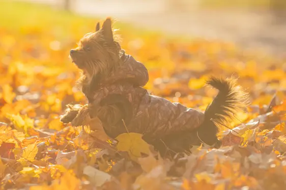 A Yorkshire Terrier runs through some autumn leaves wearing a coat