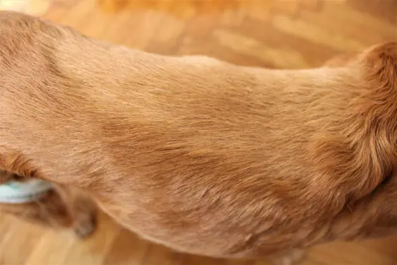 shaved dog's back pictured above wood floor