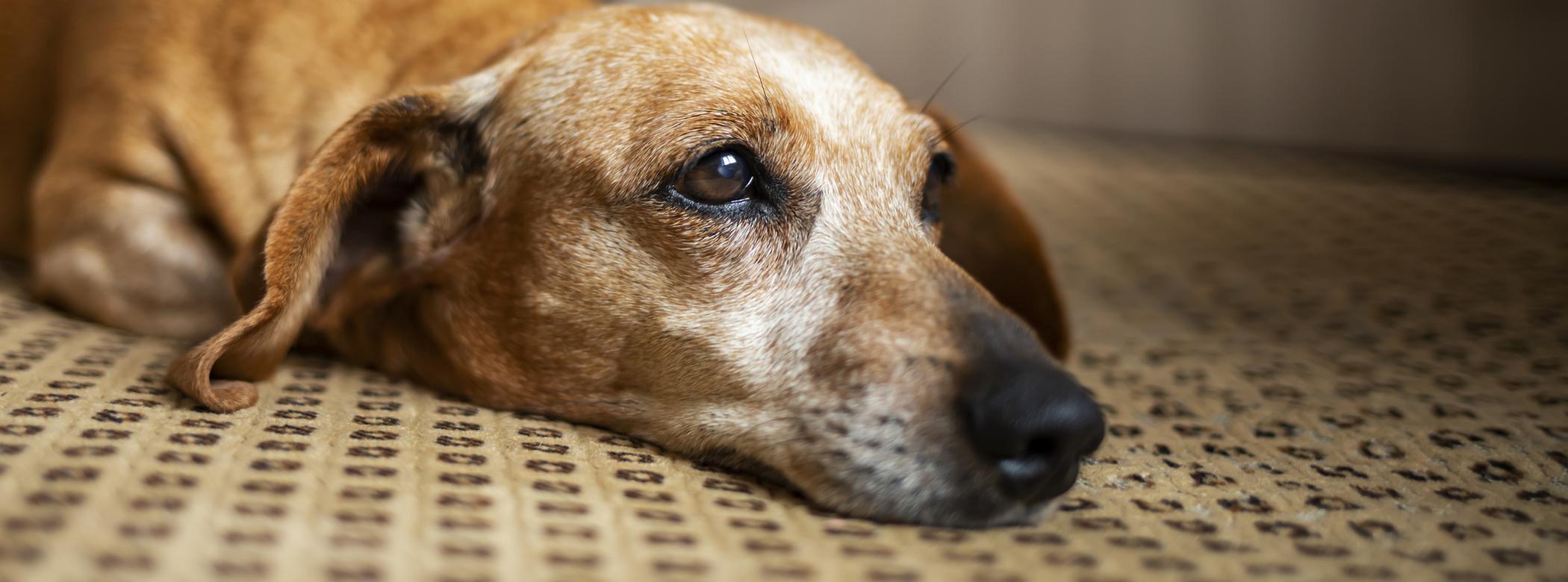 Close up photo of an old gray-haired dachshund resting his head on the floor