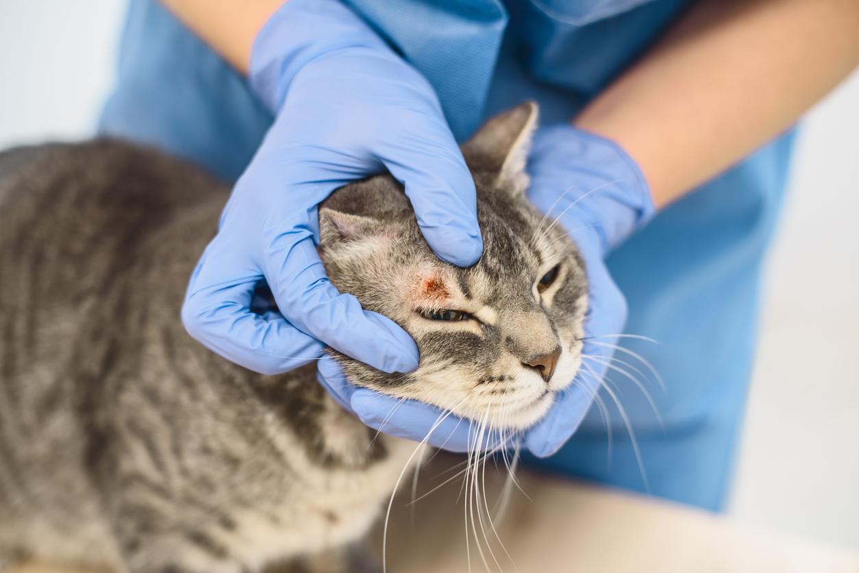Veterinarian doctor examining the skin disease of a cat above its eye