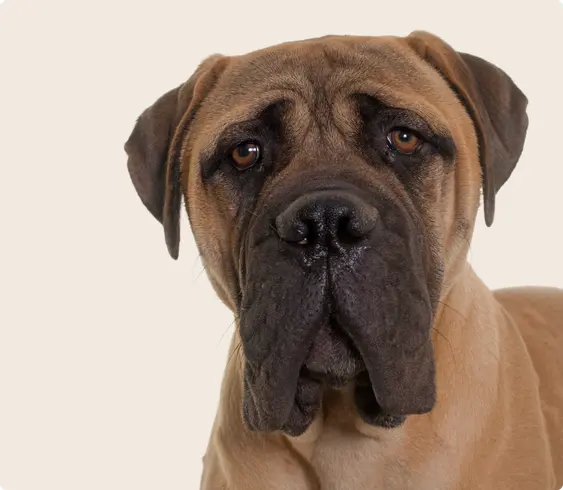 Image of a brown Mastiff on a beige background looking into the camera