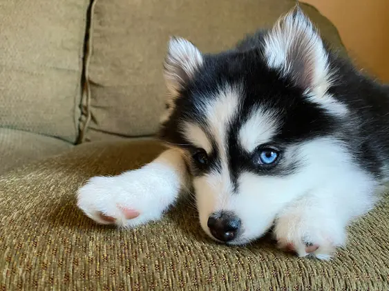 Image of a black-and-white Pomsky on the sofa