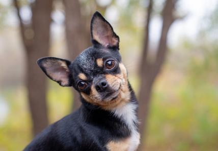 A black and tan Chihuahua with a quizzical look stands outdoors with blurred trees in the background.