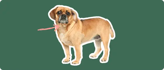 A puggle dog cut out with a white outline, with a pink arrow pointing to it's throat, on a solid green background