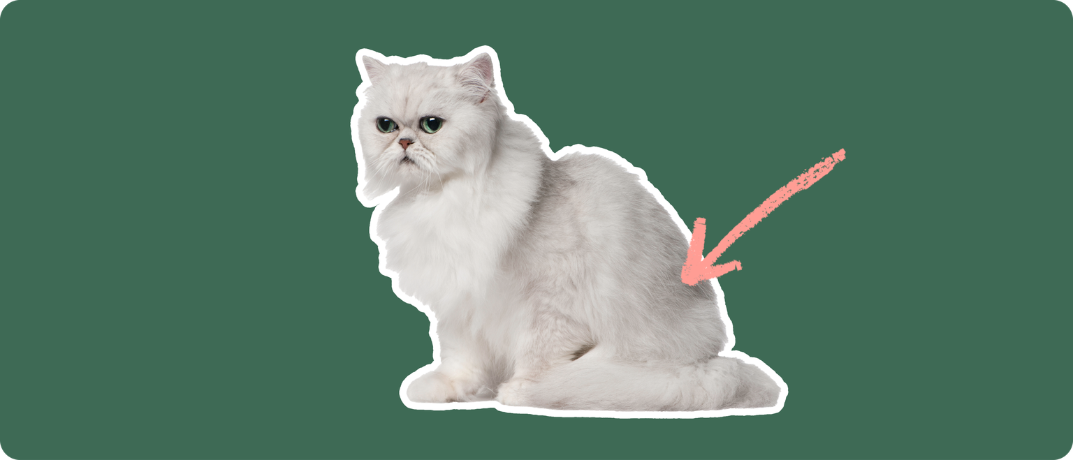 A Chinchilla Persian cat cut out with a white outline, with a pink arrow pointing to it's lower back, on a solid green background