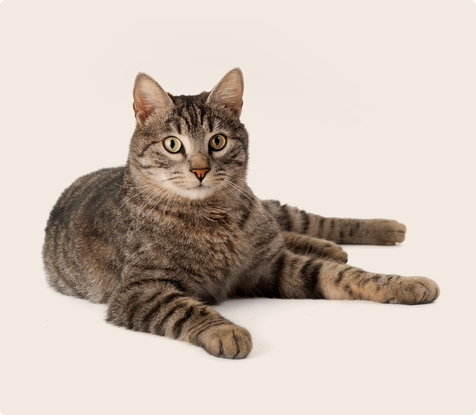 Domestic shorthair cat laying down on a beige background