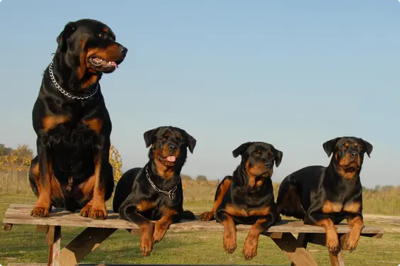 rotweiler