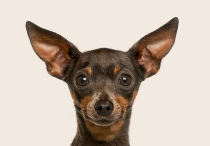 Miniature Pinscher