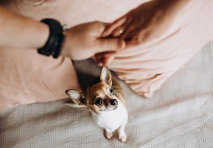 Image of a brown Chihuahua looking at two people holding hands, the dog has a jealous expression