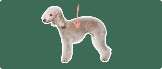 The side profile of a Bedlington Terrier, cut out with a white outline, with a pink arrow pointing to the center of it's body, on a solid green background