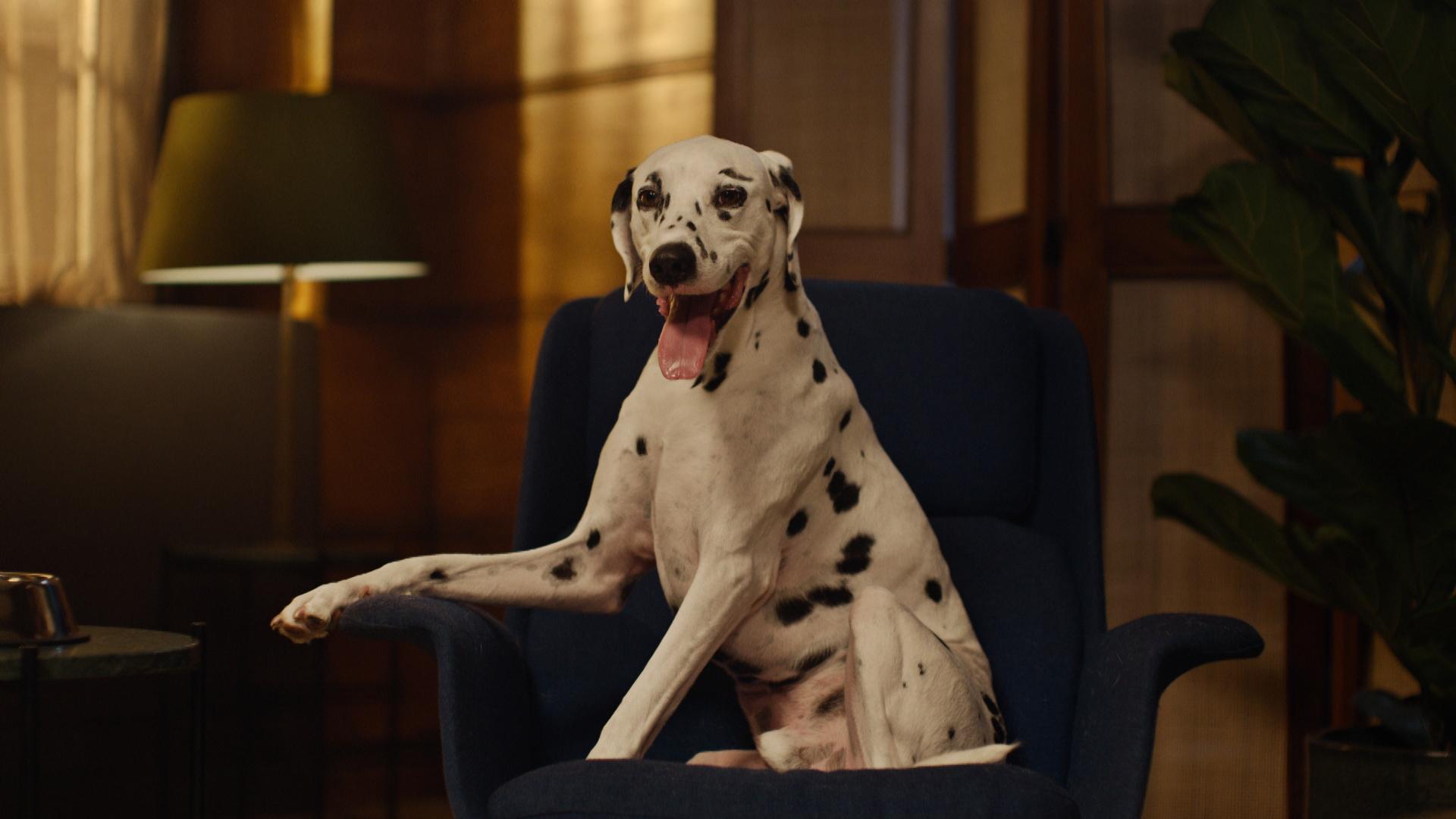 Dalmatian
