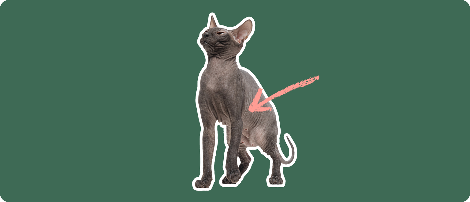 A Mexican Hairless cat, cut out with a white outline, with a pink arrow pointing to body center, on a solid green background