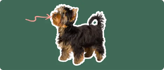 Yorkshire terrier
