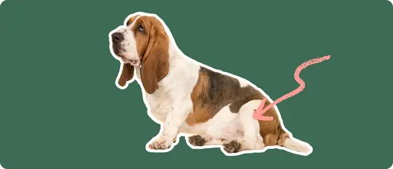 A Basset Hound dog cut out with a white outline on a green background with a pink arrow pointing to its back hip