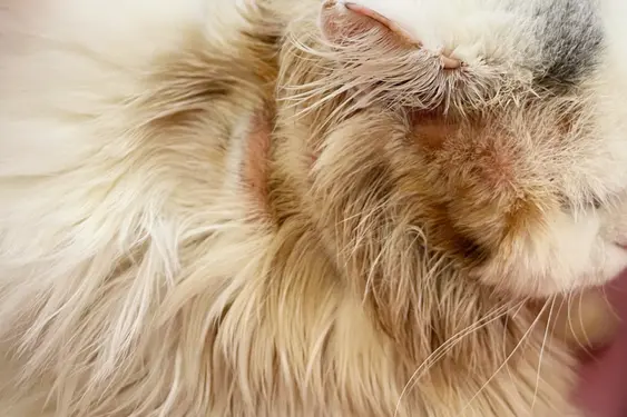 Common skin problems in cats. Cat scratching or licking themselves due to itchiness. A balding area of fur, with obvious hair loss