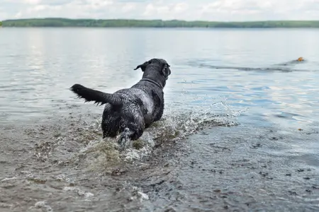 black lab pictured from behind jumping into lake after toy