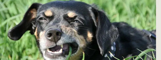 Dog eating grass