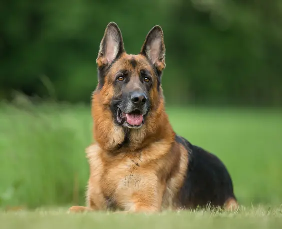 German Shepherd dog lying down
