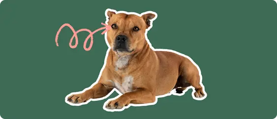 A Staffordshire Bull Terrier cut out with a white outline, with a pink arrow pointing to it's eye, on a solid green background