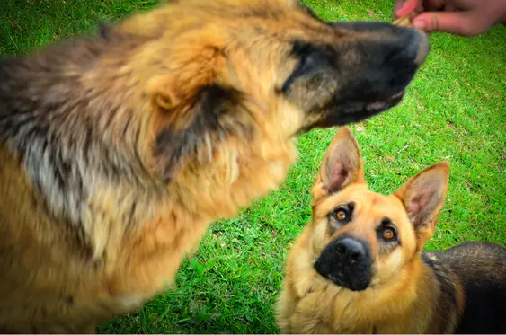 A German Shepherd looks on as their owner feeds another dog, they're both outside on the grass