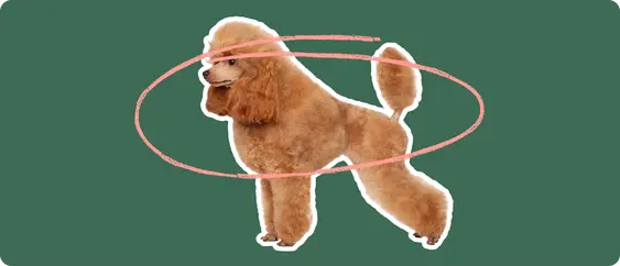 Image of a brown Toy Poodle with a brown circle drawn over its body