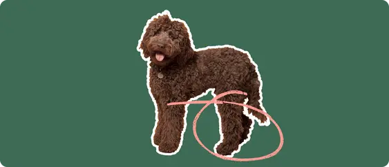 Labradoodle
