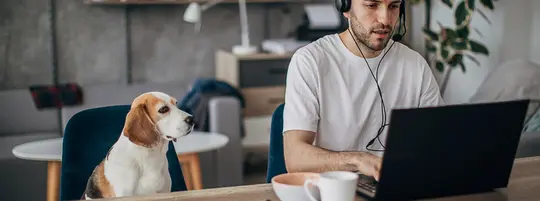 A dog in an office