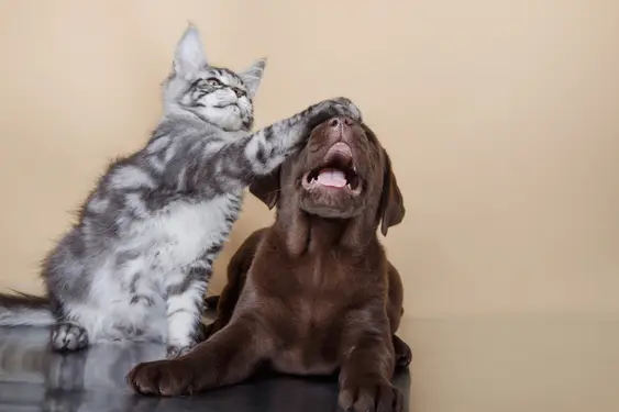 A grey Maine Coon playfully pats their paw on a Brown Labrador puppy's head