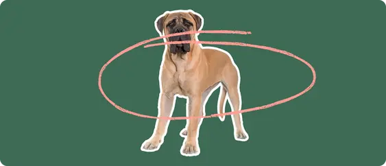 Mastiff with a pink circle drawn around its body