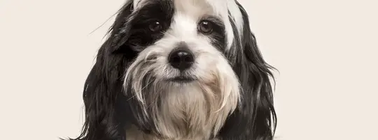 Tibetan Terrier