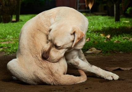 Itchy dog chewing rear end