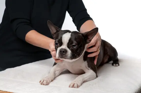 Boston Terrier receiving a massage as part of physiotherapy