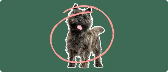 A black Cairn Terrier standing, cut out with a white outline, with a pink circle around it's body, on a solid green background